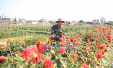 Nông thôn mới (phường Quảng Yên)