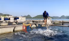 Nuôi trồng thuỷ hải sản đặc khu Vân Đồn