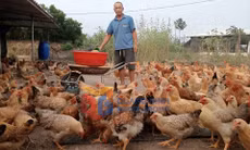Nông thôn mới (xã Đông Ngũ)