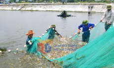 Nông thôn mới (phường Móng Cái 1)