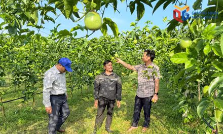Mô hình trồng chanh leo ứng dụng khoa học kỹ thuật tại xã Đầm Hà.