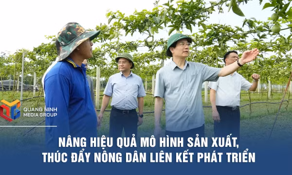 Nâng hiệu quả mô hình sản xuất, thúc đẩy nông dân liên kết phát triển