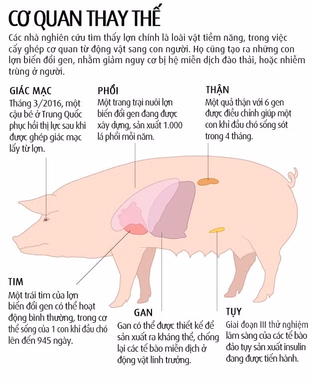 Đang tải 3656507_xenotransplant_tinhte_edit1.jpg…
