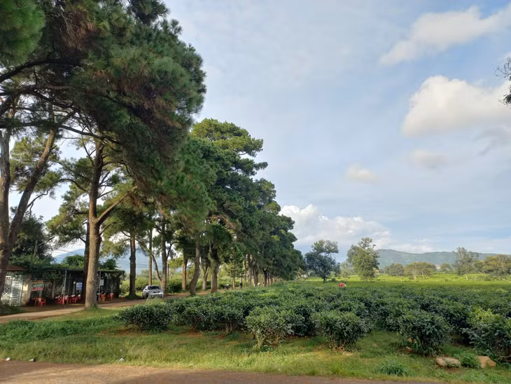Tuy kéo dài chưa đầy 1km nhưng con đường liên thôn này gây ấn tượng nhờ hàng thông cổ thụ có tuổi đời hơn 100 năm trải dài hai bên đường đi. Xung quanh là những cánh đồng chè xanh bạt ngàn, trải bất tận (Ảnh: Dao Minh Xuyen, Điệp Minh Vũ, Nguyễn Tấn Thành).