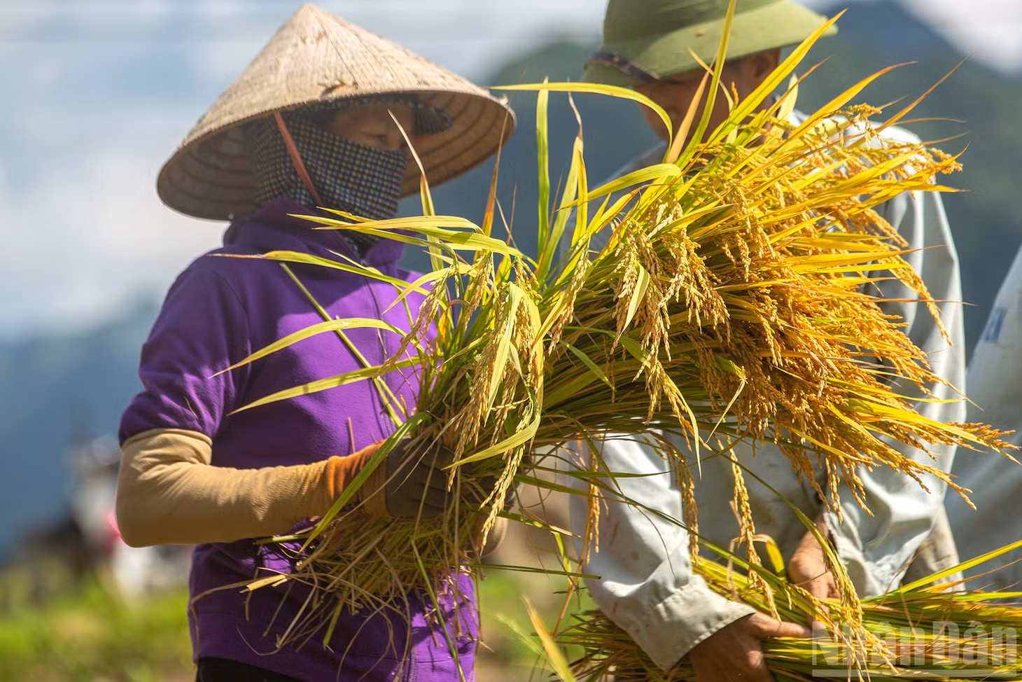 Bông vàng nặng trĩu.