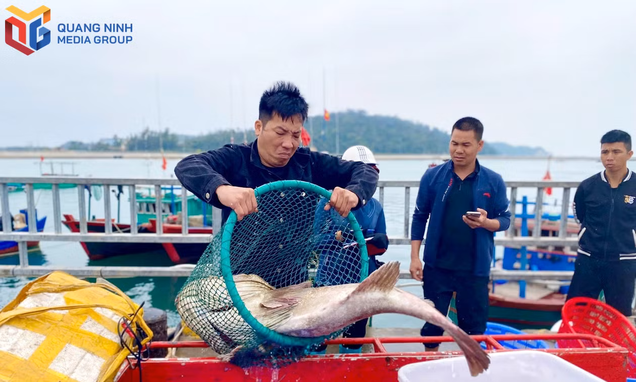 Mùa "tích hàng" trên đảo Cô Tô