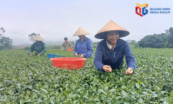 Đảm bảo an toàn thực phẩm hướng tới giá trị bền vững