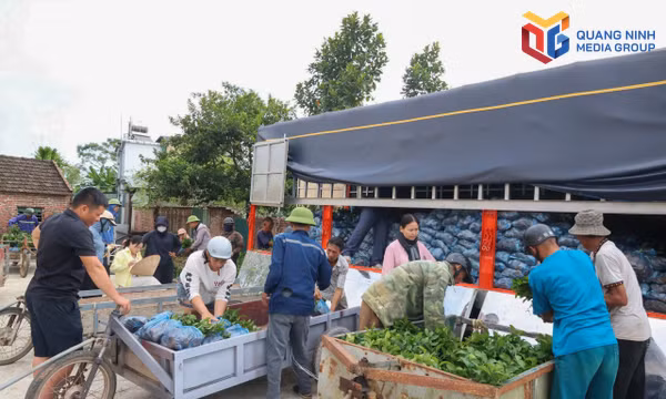 Xã Quảng Đức triển khai mô hình trồng chè Hương Bắc Sơn