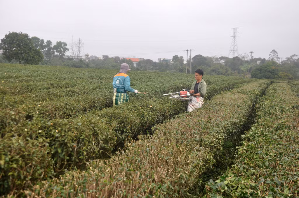 Ảnh trong văn bản