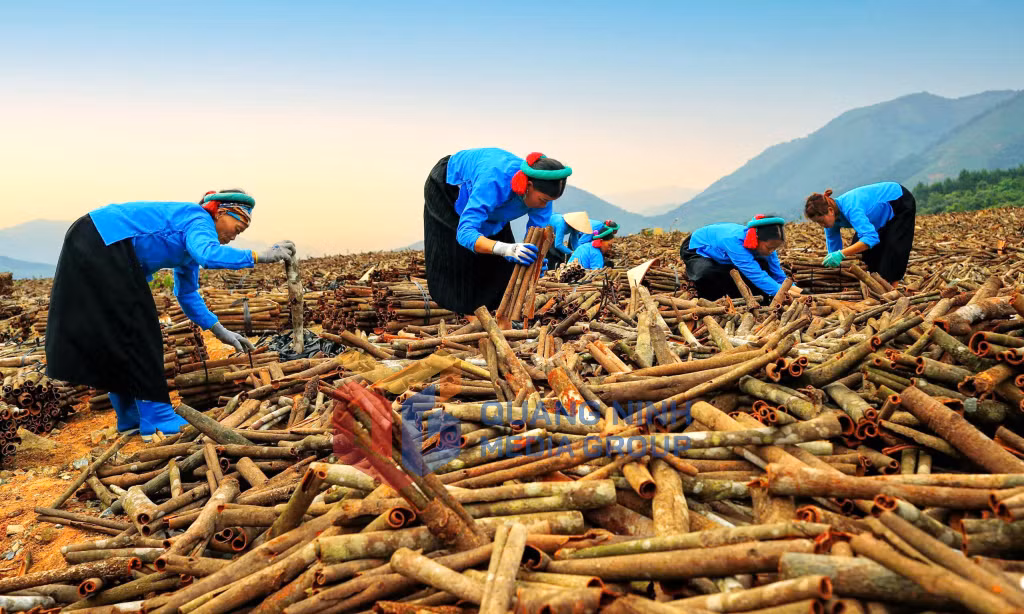 Mô hình trồng quế của bà con xã Đông Ngũ. Ảnh: Trần Tâm