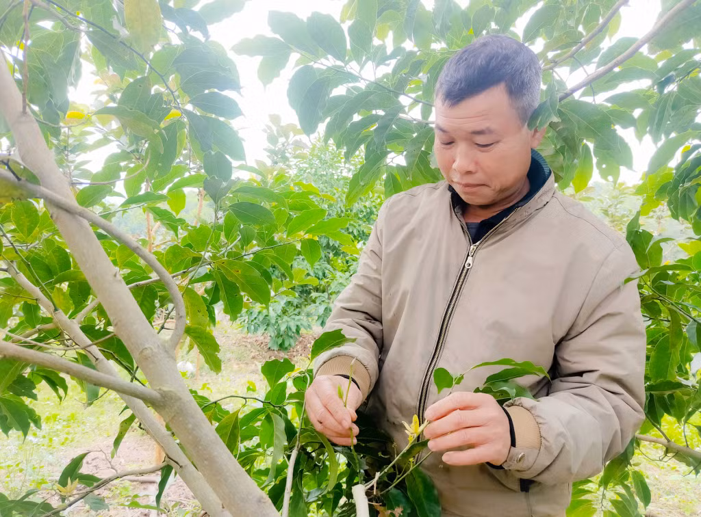 Hồi sinh những "lá phổi xanh" - Bài 2: Để "rừng sẽ lên xanh" ảnh 9