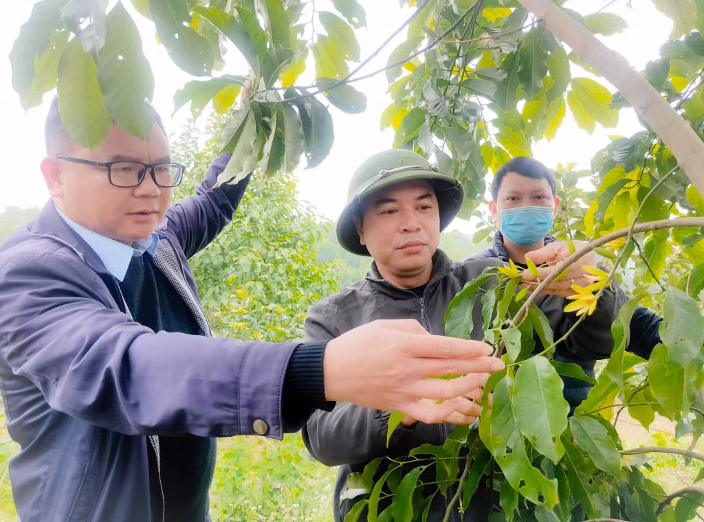 Hồi sinh những "lá phổi xanh" - Bài 2: Để "rừng sẽ lên xanh" ảnh 11