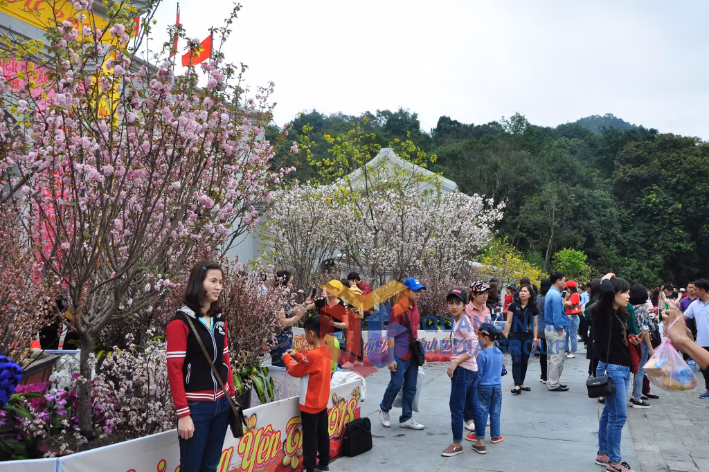 Lễ hội hoa anh đào - mai vàng Yên Tử 2018 (3-2018). Ảnh: Thu Nguyên