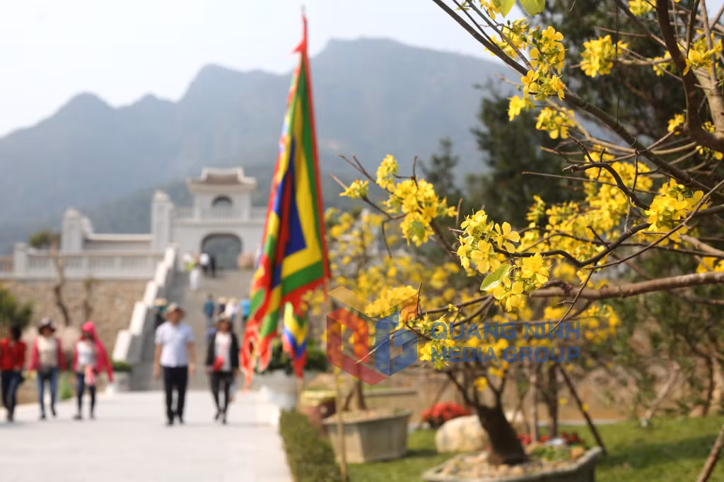Những bông Anh đào bung sắc giữa đất trời Yên tại Lễ hội hoa Anh đào - Mai vàng Yên Tử 2018 (3-2018). Ảnh: Minh Hà
