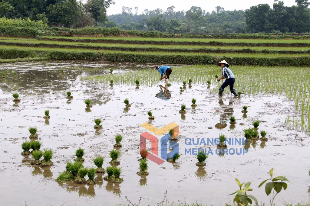 Cấy lúa mạ tại Tiên Yên (5-2020). Ảnh: Khánh Giang