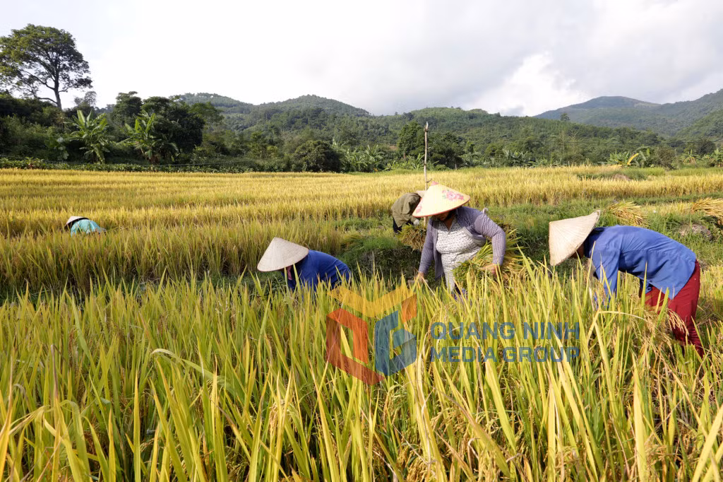 Gặt lúa Xã Đại Thành, huyện Tiên Yên (9-2019). Ảnh: Đỗ Giang