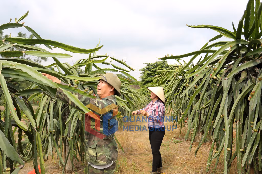 Mô hình trồng thanh long ruột đỏ tại phường Bình Khê đang hướng tới mô hình vườn mẫu. Ảnh: Hùng Sơn