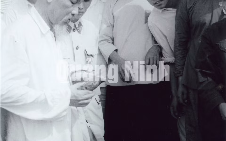 Chủ tịch Hồ Chí Minh đề nghị đồng chí Hoàng Chính, Bí thư Tỉnh uỷ Hải Ninh bới xem chất lượng giống khoai lang bà con trồng trên đảo Cô Tô.