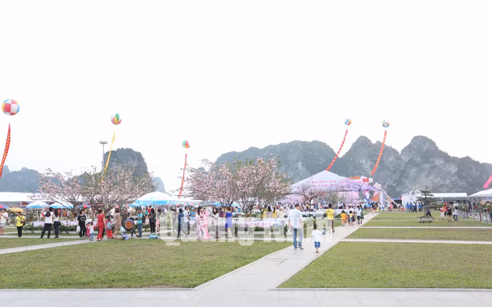 Quang cảnh lễ hội Lễ hội hoa Anh đào - Mai vàng Yên Tử, Hạ Long 2013