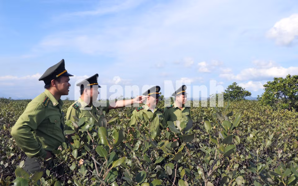 Cán bộ Hạt Kiểm lâm kiểm tra rừng ngập mặn Đồng Rui (huyện Tiên Yên) (6-2020). Ảnh: Việt Hoa