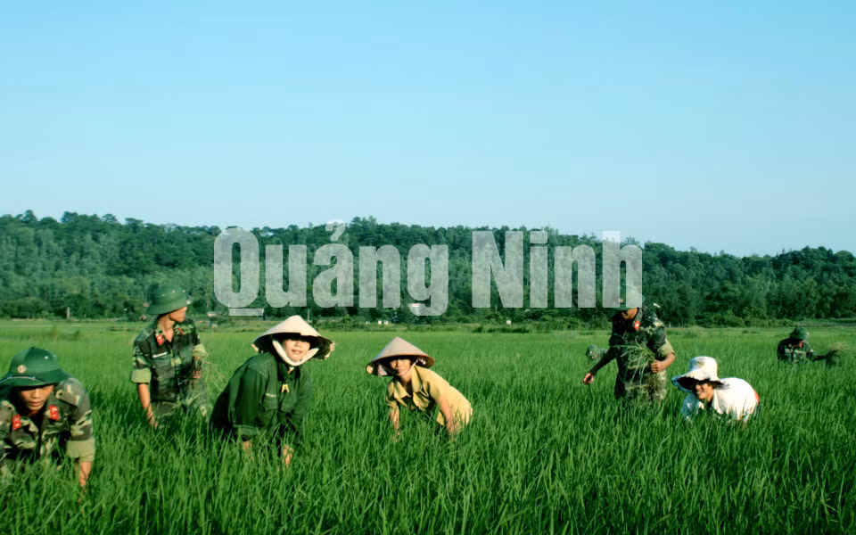 Cán bộ, chiến sĩ Lữ đoàn 242 (Sư đoàn 395, Quân khu 3) thu hoạch lúa giúp nhân dân xã Vạn Yên, huyện Vân Đồn (6-2017). Ảnh: Trúc Linh