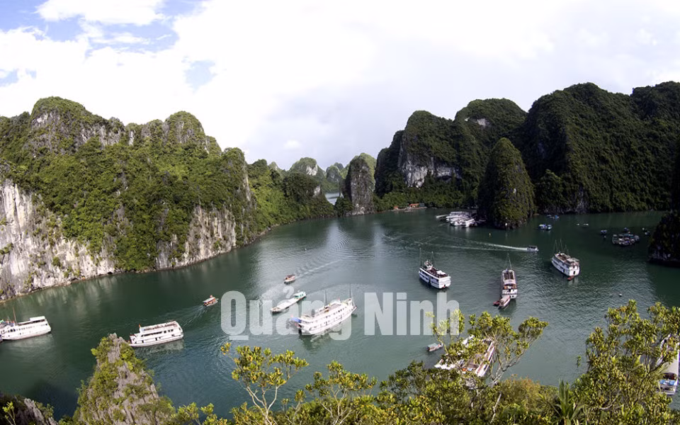 Tàu du lịch sau khi sơn trắng đã tạo nhiều thuận tiện trong công tác quản lý, nâng cao chất lượng dịch vụ; đặc biệt, tạo ra nét đặc trưng cho du lịch Vịnh Hạ Long. Ảnh: Đỗ Giang