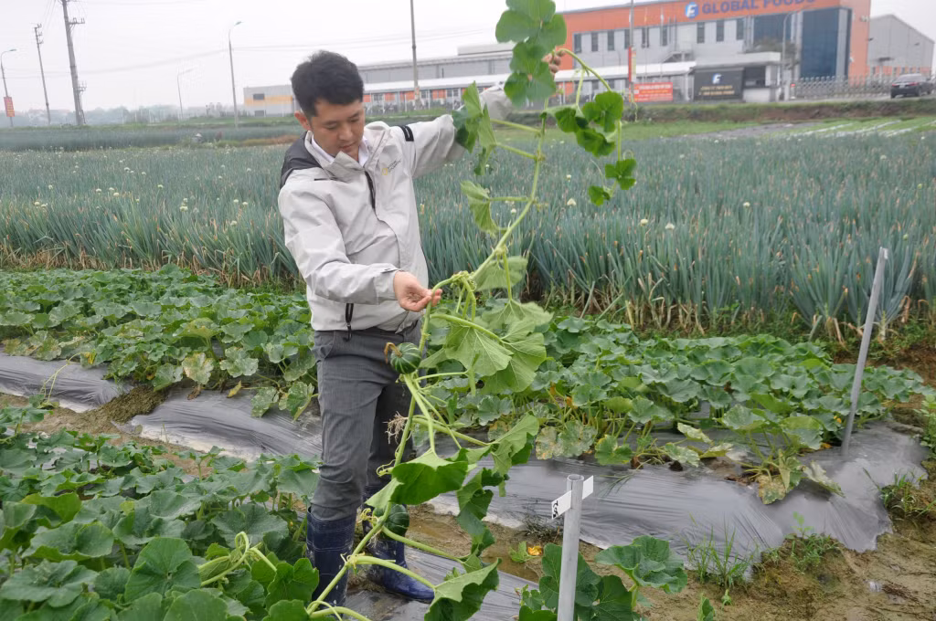 Anh Heo Su Yeong đã gắn bó với đồng đất Đông Triều gần chục năm qua.