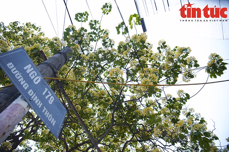 Cây hoa bún đầu tiên được người Hà Nội biết tới nằm ở cuối làng Đình Thôn (Mỹ Đình, Hà Nội).