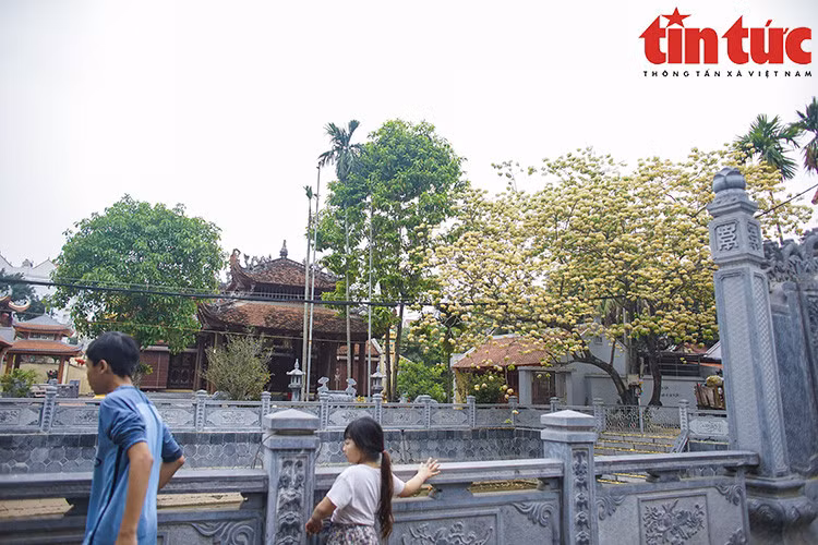 Cây hoa bún thứ hai được biết tới tại làng Hà Trì (Hà Cầu, Hà Đông, Hà Nội).