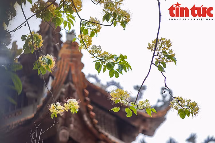 Cây bún mọc ngay bên cạnh ngôi đình làng Hà Trì cổ kính.
