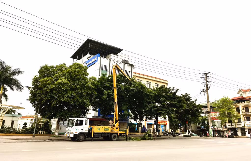 Những hàng cây ở Cẩm Phả được chú ý chăm sóc, cắt tỉa.