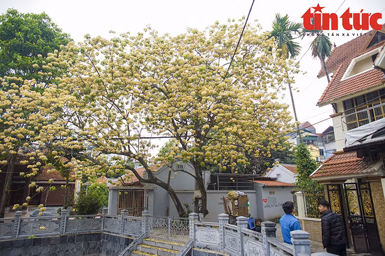 Hoa bún màu vàng và trắng xen lẫn sắc xanh của lá, khiến cây nổi bật.