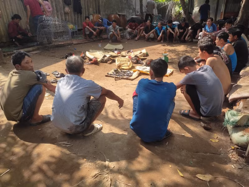 Nhóm người tham gia đá gà ăn thua bằng tiền bị bắt quả tang.