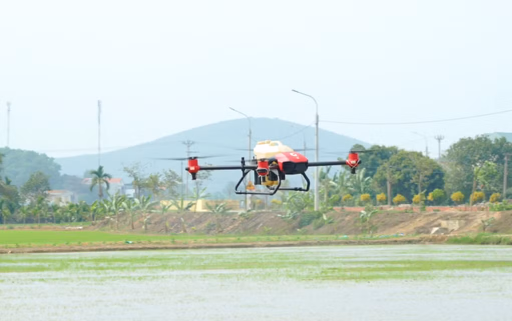 Thiết bị bay không người lái để phun thuốc trừ sâu cho cây trồng tại cảnh đồng TX Đông Triều.