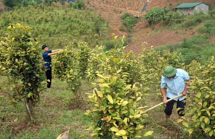Cây trà hoa vàng mang tới nguồn lợi kinh tế cao cho người dân Ba Chẽ (Ảnh: Trung tâm TTVH huyện Ba Chẽ)