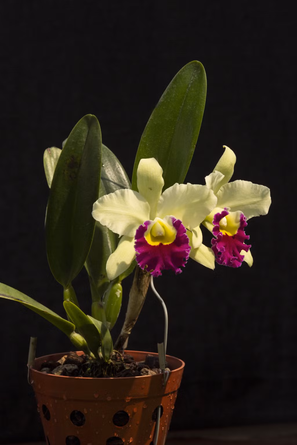 Cattleya Prathum green.