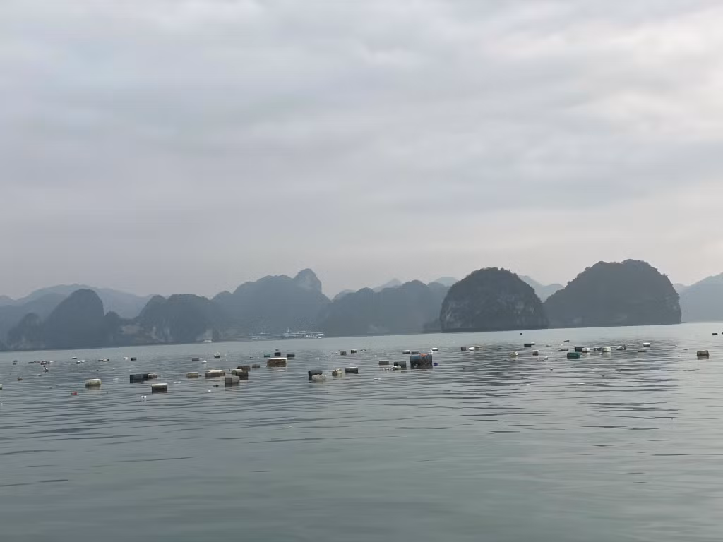 Nguyên nhân chính khiến lượng rác thải, phao xốp trôi nổi ở trên Vịnh Hạ Long và Vịnh Bái Tử Long là do các địa phương để cho người dân thực hiện tháo dỡ các lồng bè một cách tự phát.