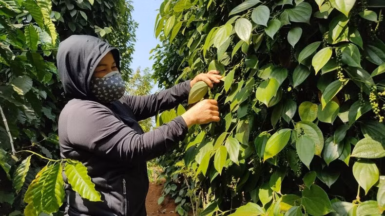 Doanh nghiệp phải đáp ứng được các tiêu chuẩn vệ sinh an toàn thực phẩm.