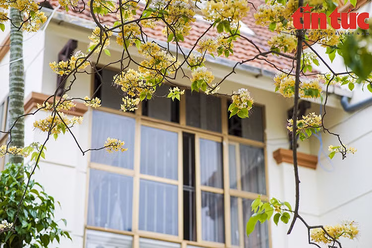 Hoa bún chỉ nở duy nhất một lần trong năm vào mỗi đợt cuối tháng 3 hoặc đầu tháng 4 và sau 1 tháng hoa sẽ tàn.
