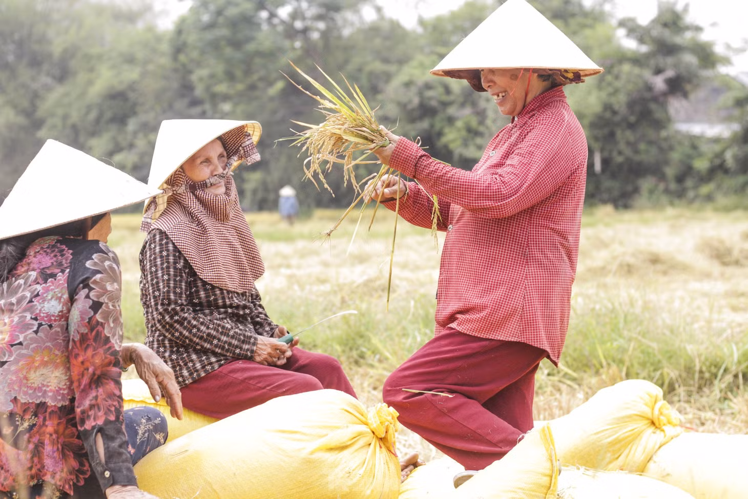 Những người nông dân trò chuyện trong lúc chờ xe tới để đưa lúa về. (Ảnh: Trương Định)