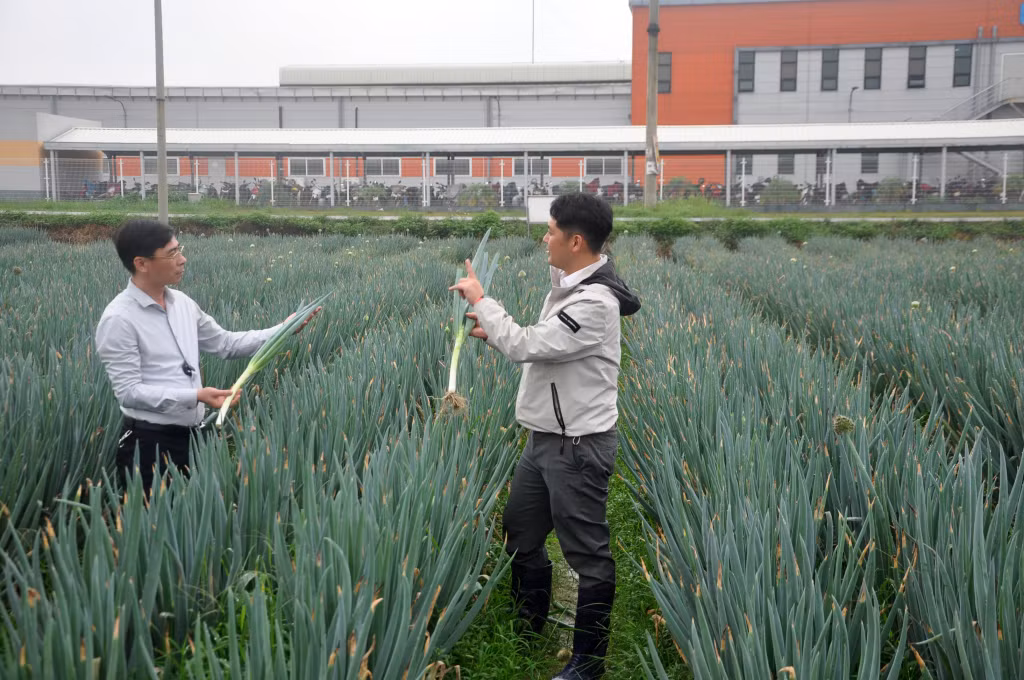 Hành Paro là một trong những loại rau được anh Heo Su Yeong đưa vào trồng thử nghiệm tại TX Đông Triều, cho năng suất cao.