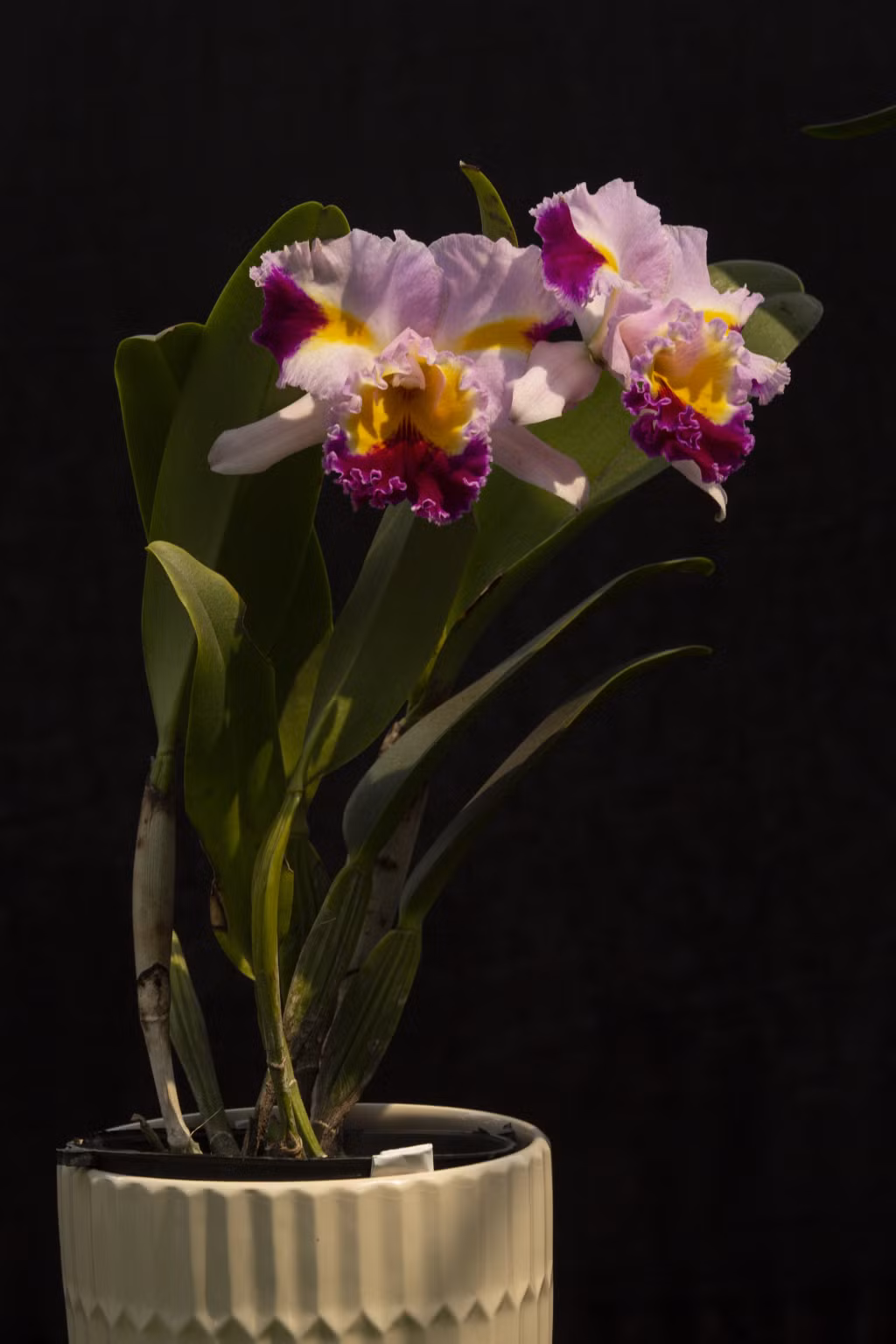 Ảnh 3: “Duyên dáng”- Cattleya patchara panky.
