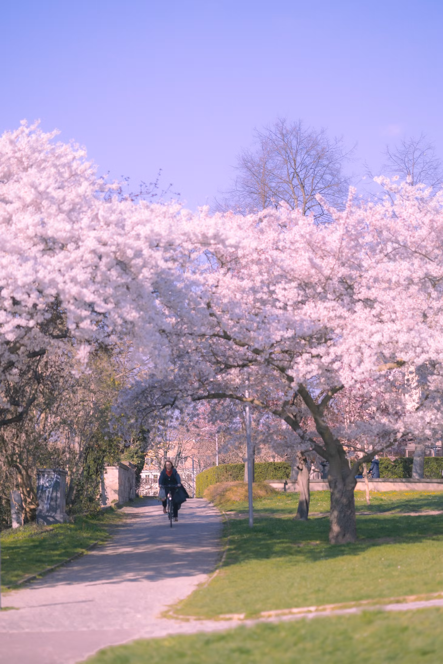 Con đường nhỏ với những vòm hoa anh đào nở rộ khiến mùa xuân ở Dresden vừa rực rỡ, vừa thơ mộng
