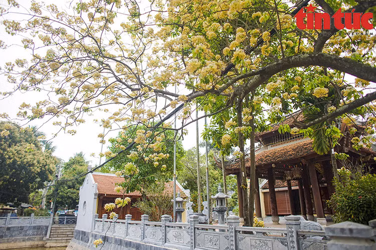 Tại Việt Nam, cây hoa bún được trồng nhiều ở miền Trung như: Thừa Thiên-Huế, Quảng Nam, Ninh Thuận...