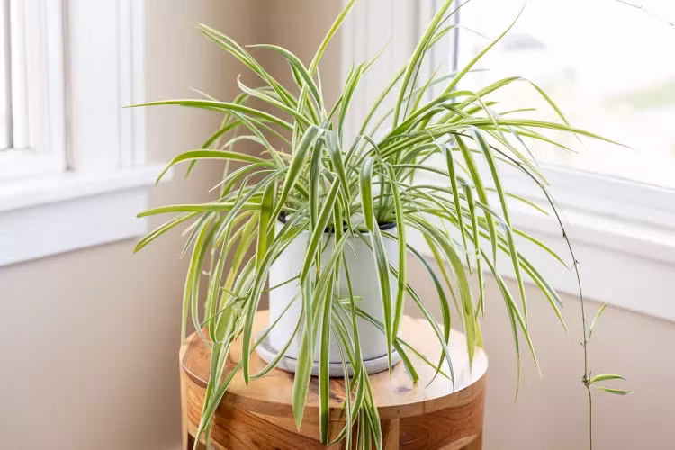 Cây dây nhện thích hợp trồng trong nhà, dễ dàng nhân rộng. Ảnh: Spruce