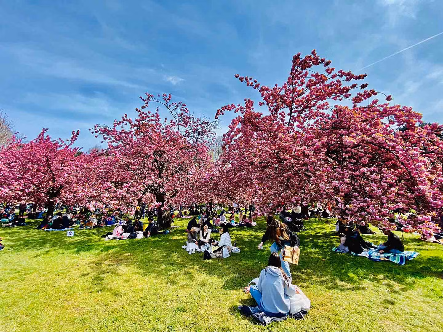Vào khoảng cuối tháng Ba, đến tháng Tư, vườn hoa anh đào tại Parc de Sceaux sẽ bung nở rực rỡ với hai sắc trắng và hồng. Ảnh: Milolaland