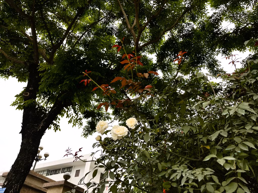 Hoa hồng được chăm sóc cẩn thận, bung nở dưới những vòm cây xanh.