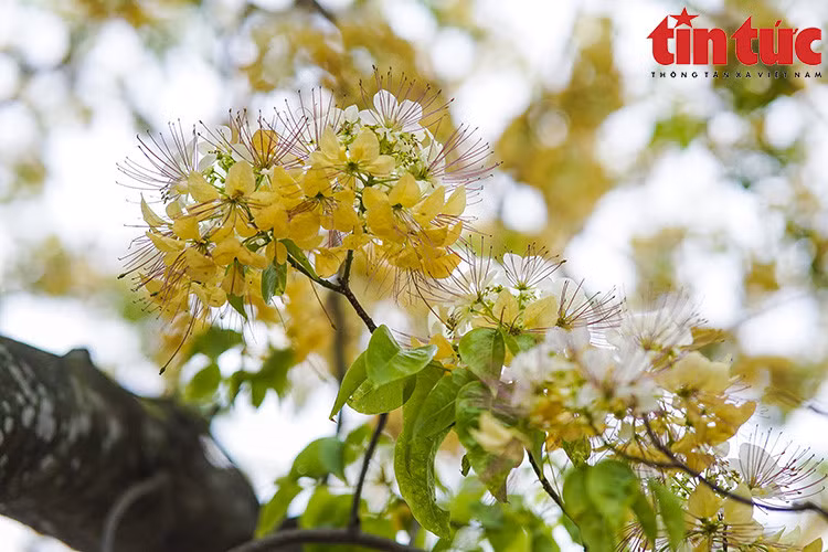 Cây hoa bún có 2 màu đặc trưng là màu vàng và trắng, có mùi thơm dễ chịu và khi nở, nhuỵ hoa có hình dáng giống với sợi bún.