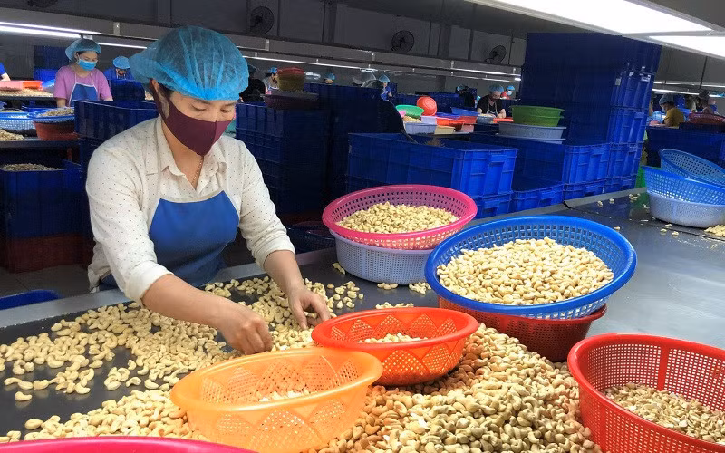 Đứng đầu thế giới về xuất khẩu nhân điều, nhưng ngành điều Việt Nam lại phụ thuộc quá nhiều vào nguồn nguyên liệu nhập khẩu (Ảnh: IT)