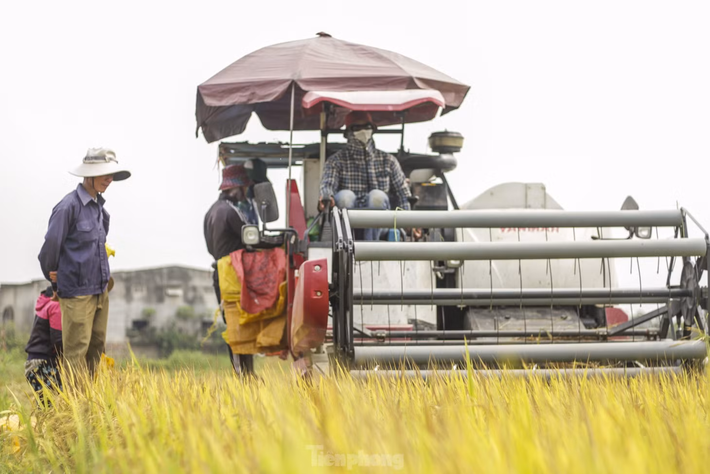Ngắm đồng lúa chín vàng, 'thẳng cánh cò bay' vào mùa gặt ảnh 11